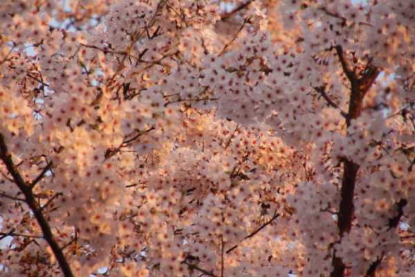 夕暮れの桜