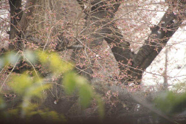 桜のつぼみ