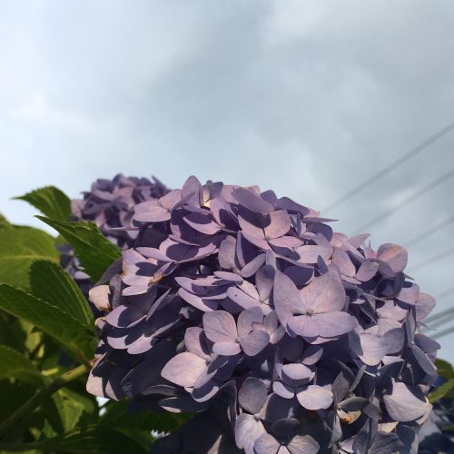 紫のアジサイ