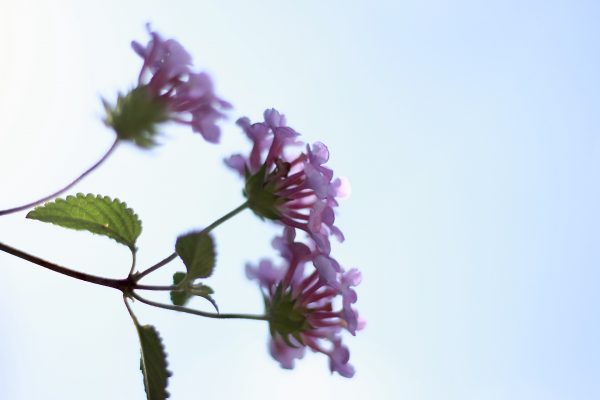 紫の小さい花