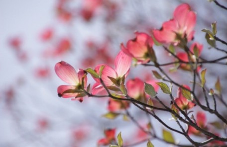 ピンクの花水木